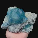 specimen video
