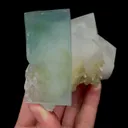 specimen video