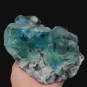 specimen video