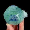 specimen video