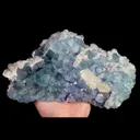 specimen video