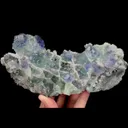 specimen video