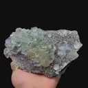 specimen video