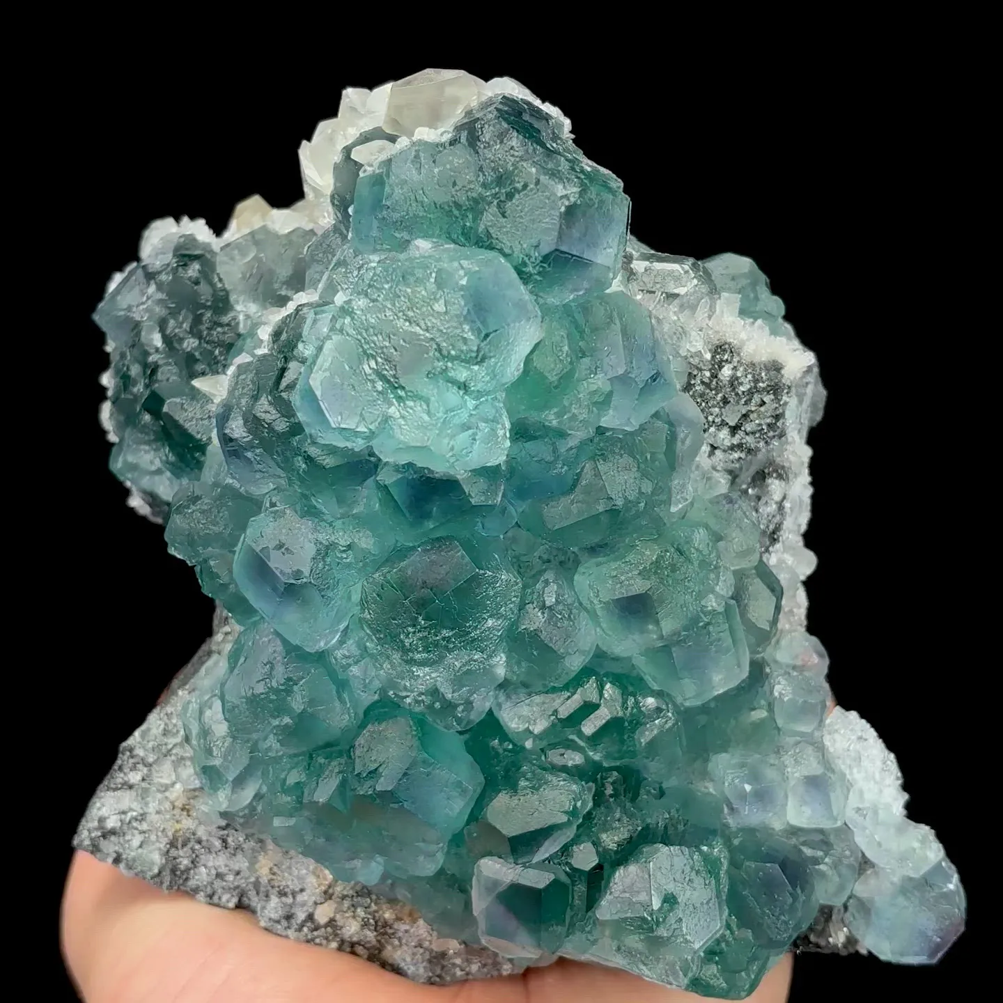 specimen video