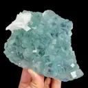 specimen video