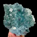 specimen video