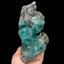specimen video