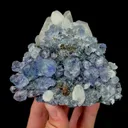 specimen video