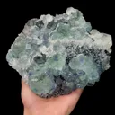 specimen video