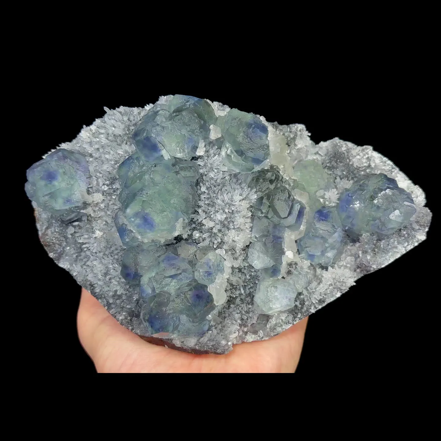specimen video