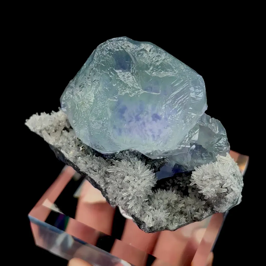 specimen video