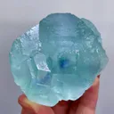 specimen video