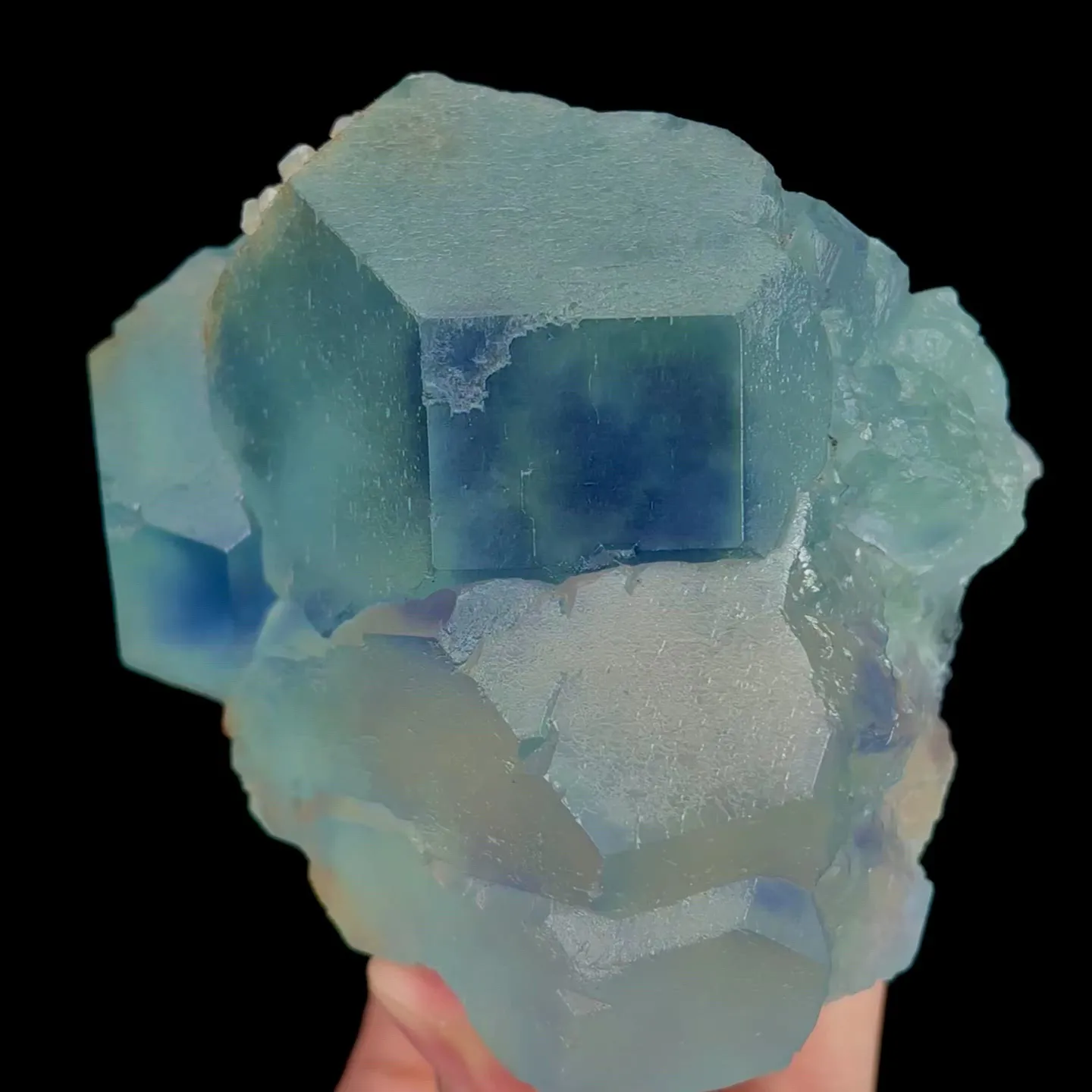 specimen video