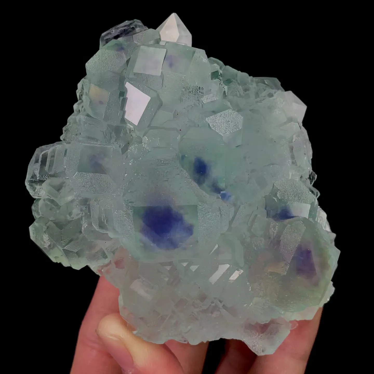 specimen video