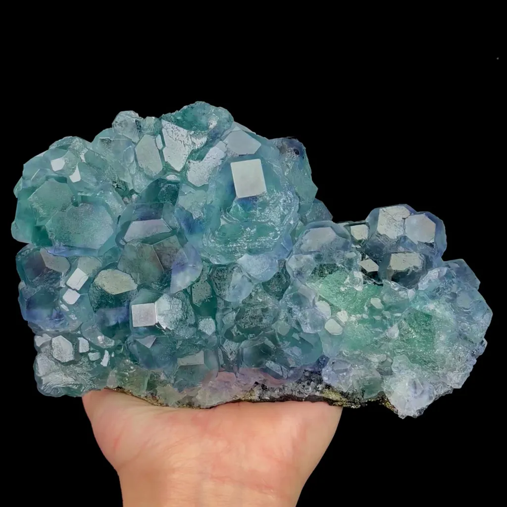 specimen video