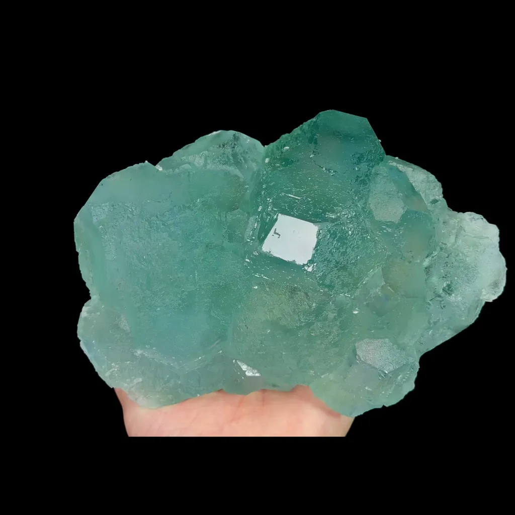 specimen video