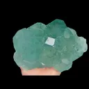 specimen video