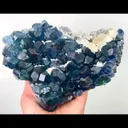 specimen video