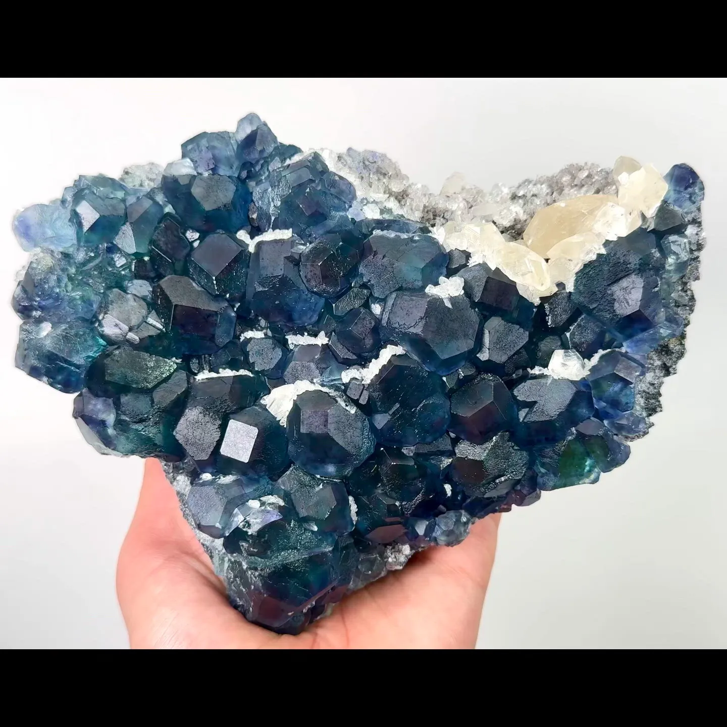 specimen video