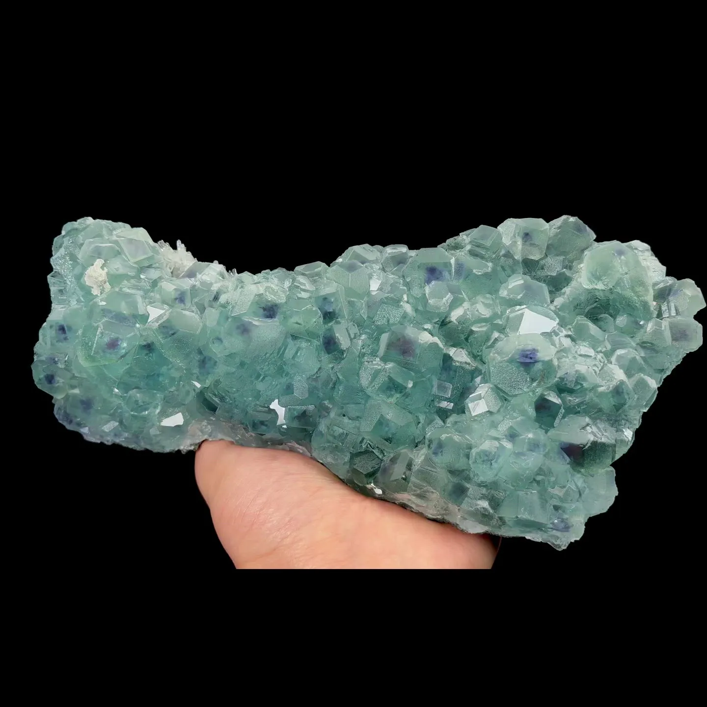 specimen video