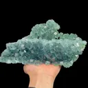 specimen video