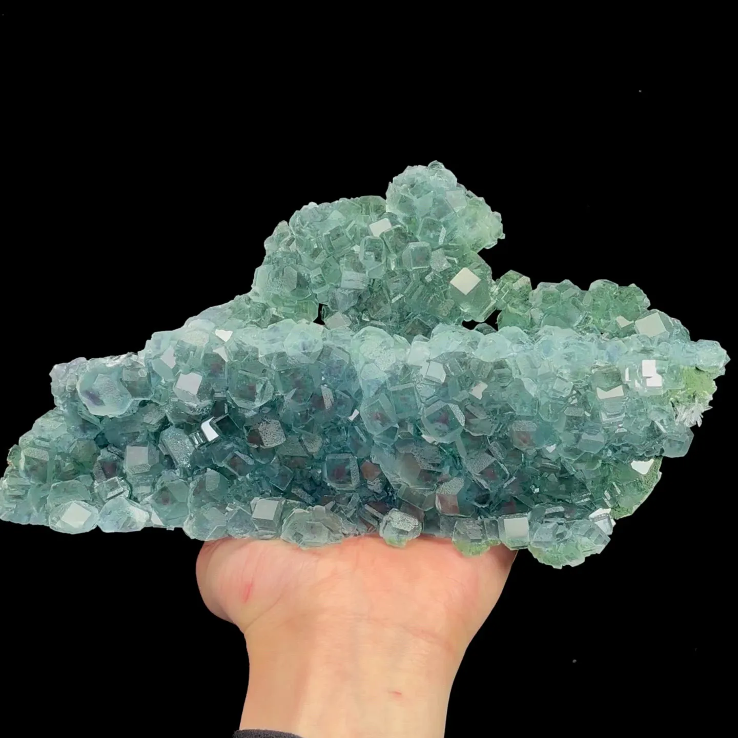 specimen video