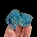 specimen video