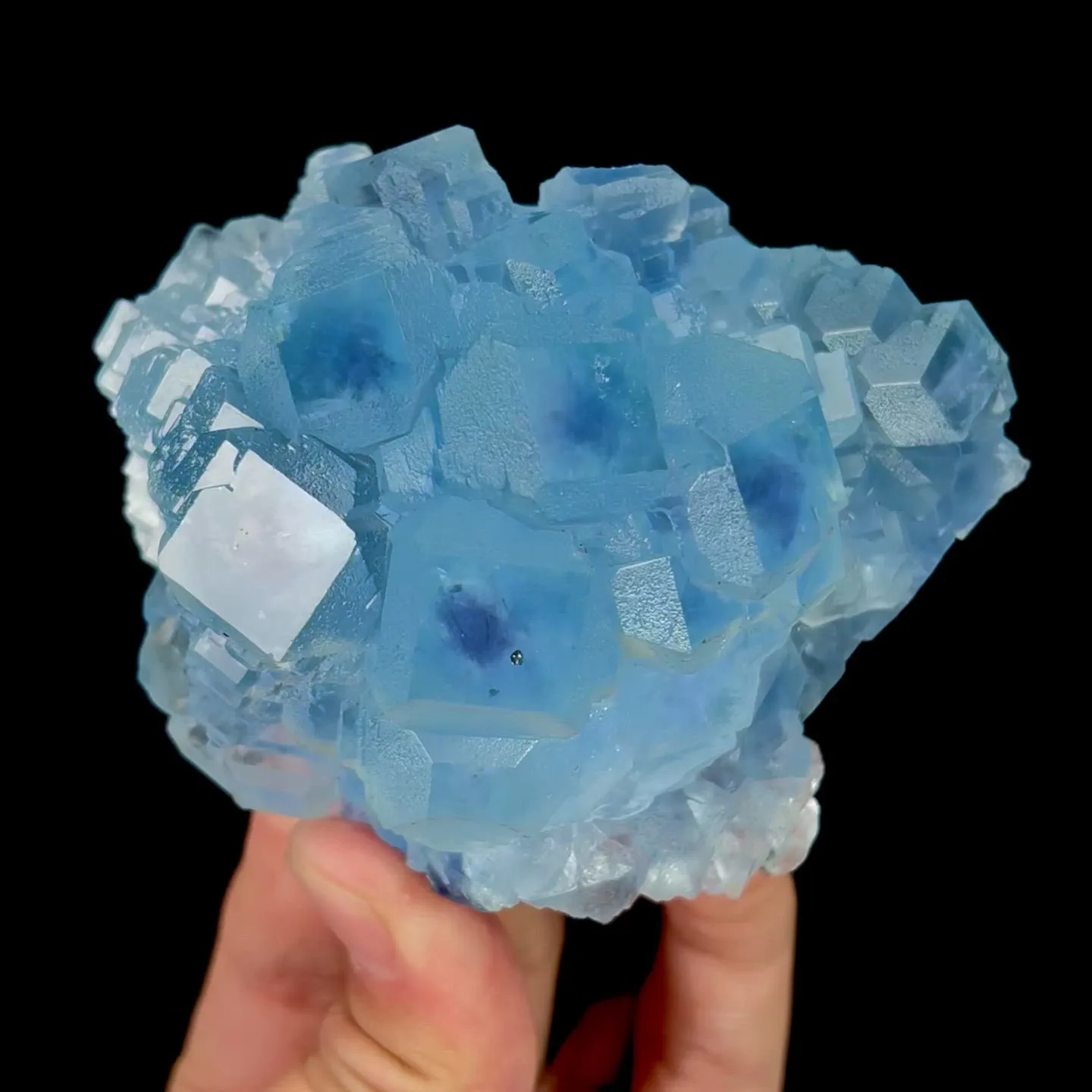 specimen video