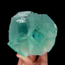 specimen video