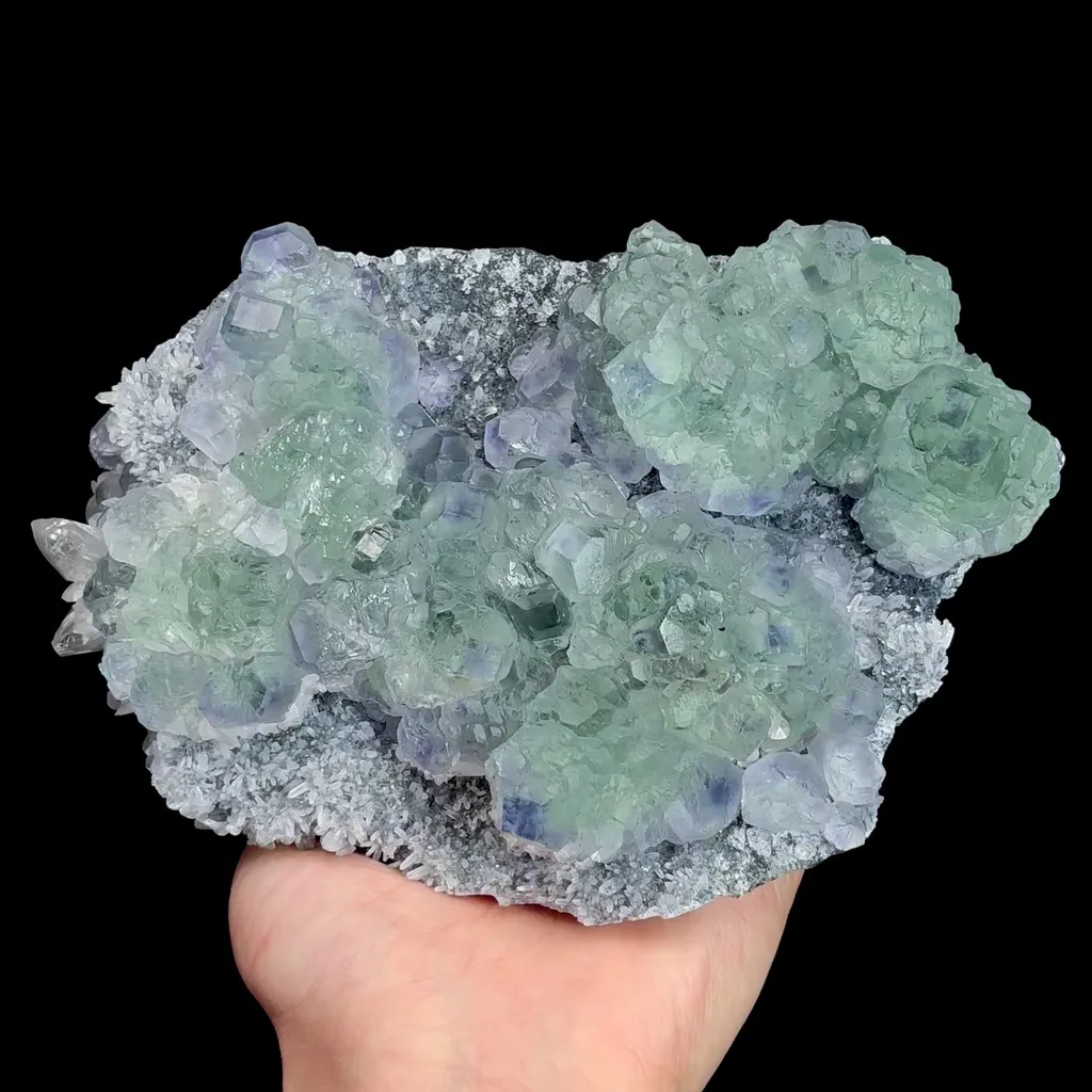 specimen video