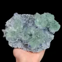 specimen video