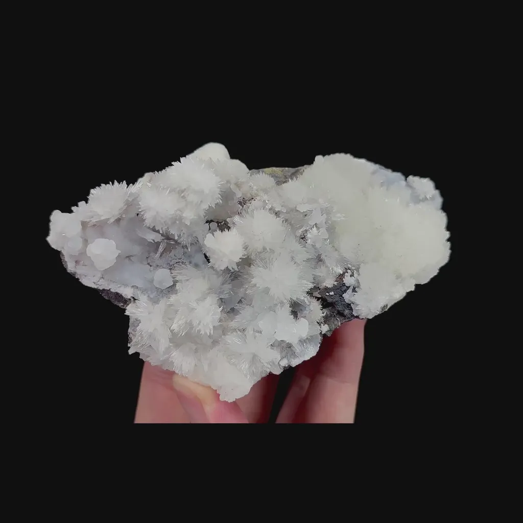 specimen video