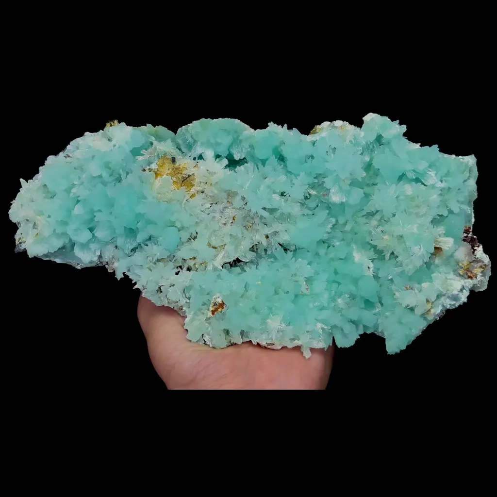 specimen video