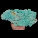 specimen video
