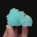 specimen video