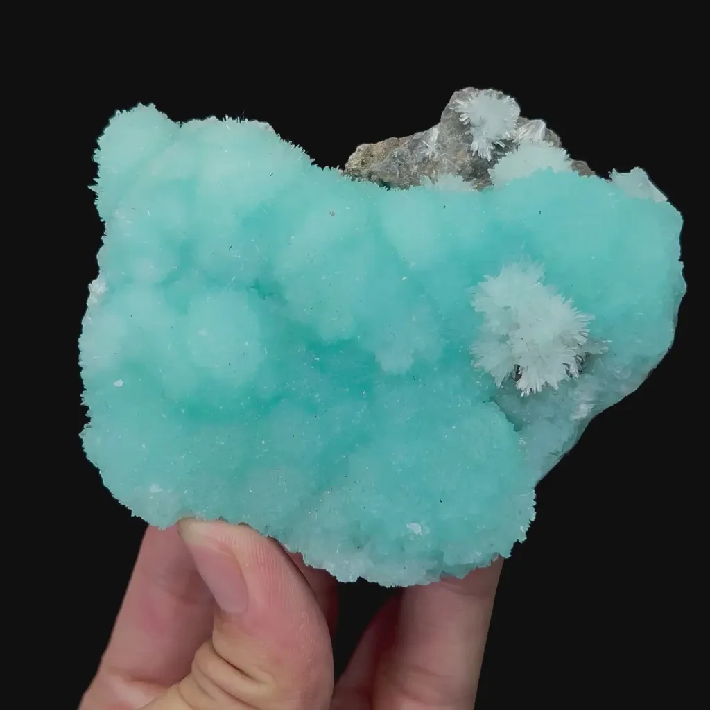 specimen video