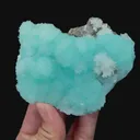 specimen video
