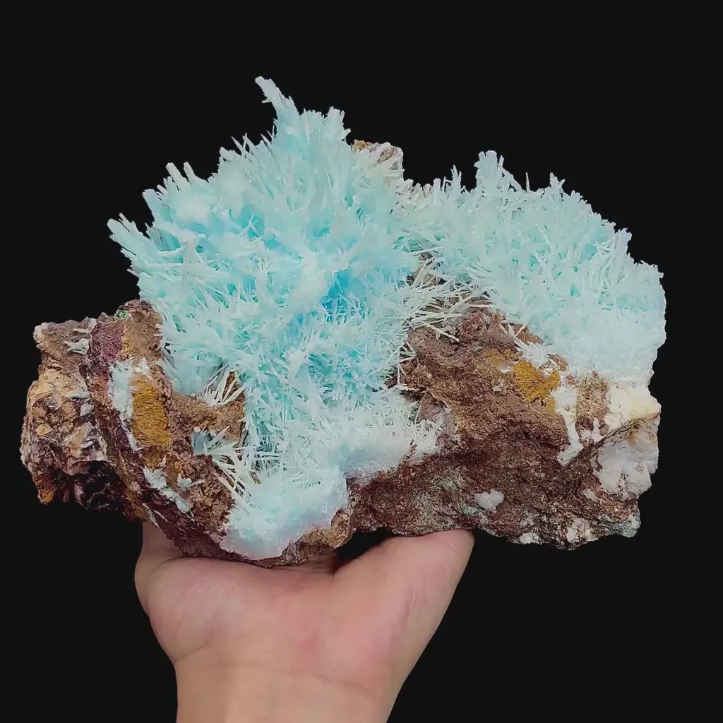 specimen video