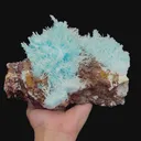 specimen video