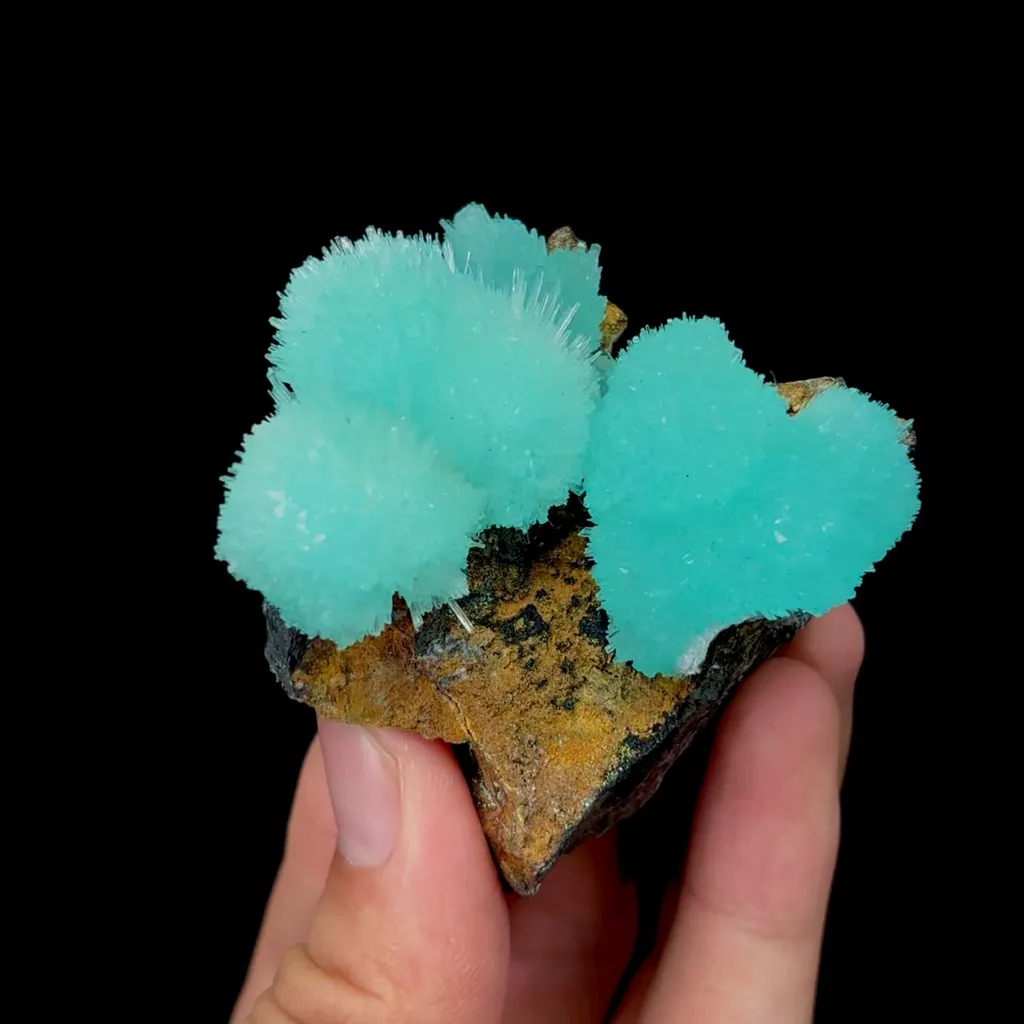 specimen video