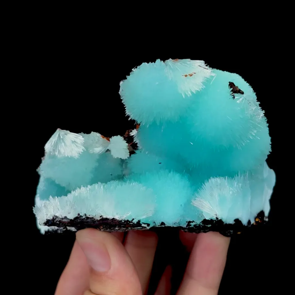 specimen video