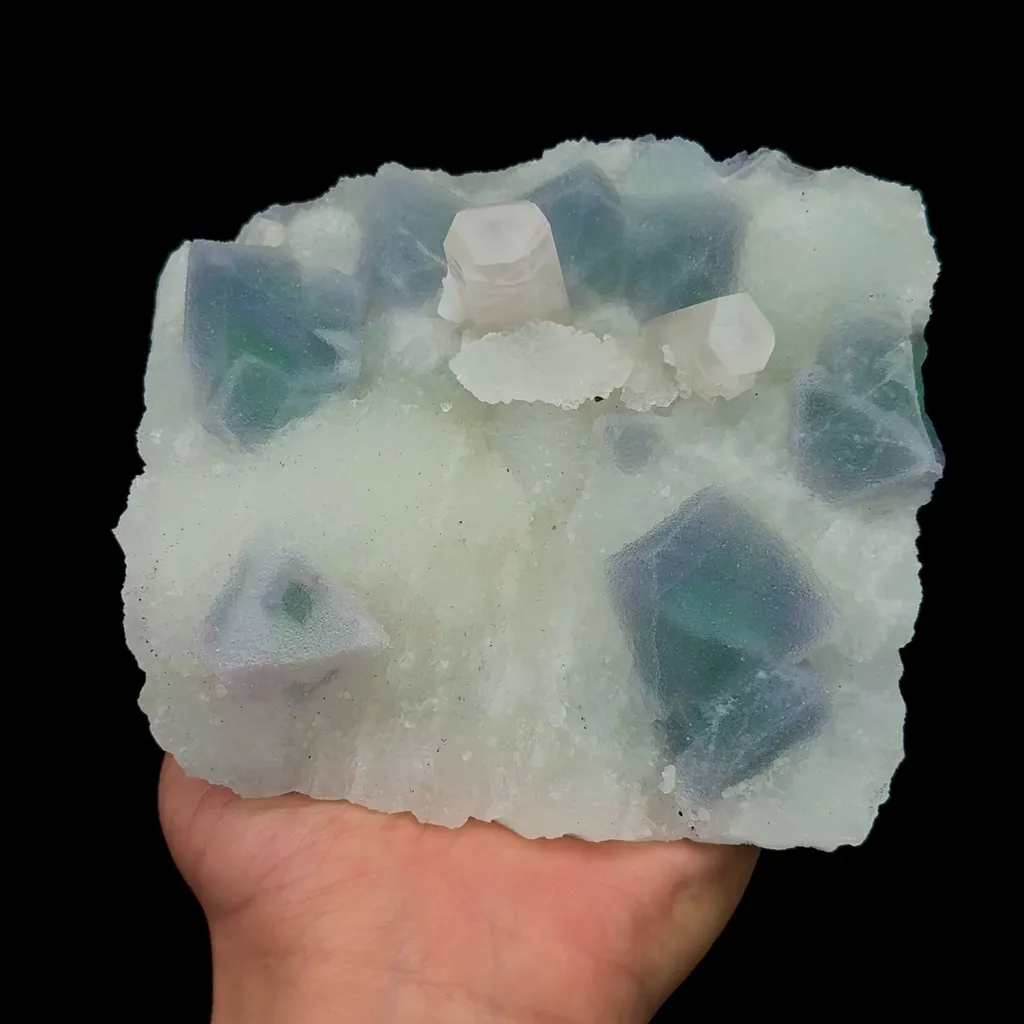 specimen video