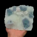 specimen video