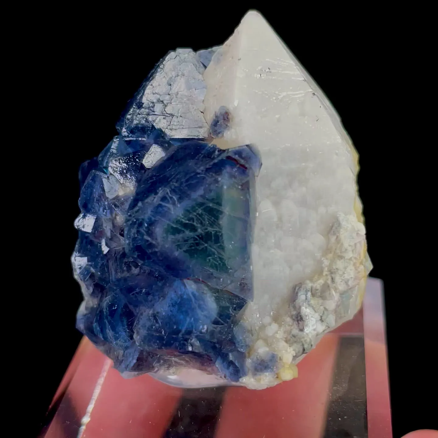 specimen video