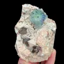 specimen video