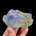 specimen video