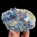 specimen video