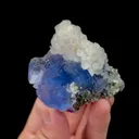 specimen video