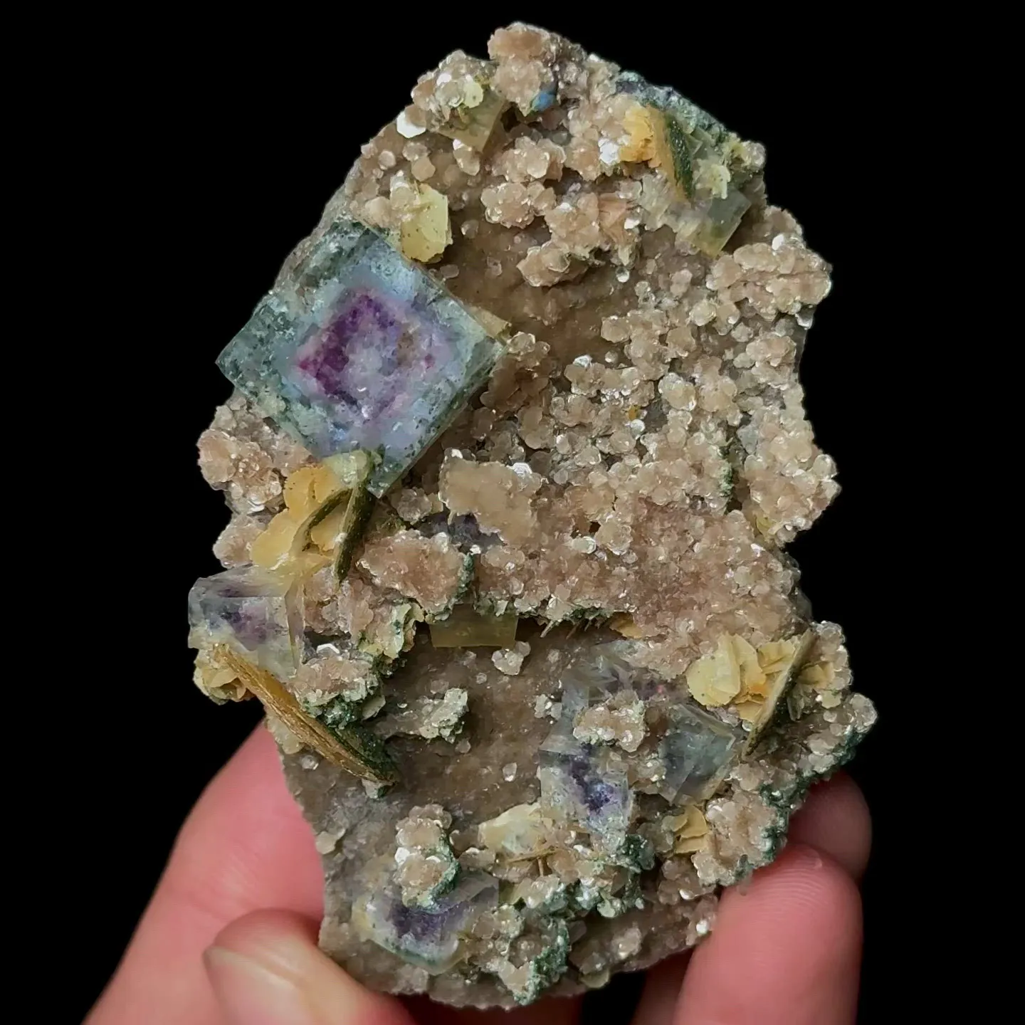 specimen video