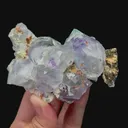 specimen video